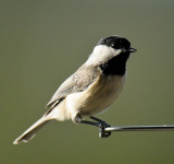 Carolina Chickadee