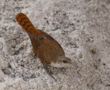 Canyon Wren