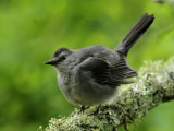 Catbird