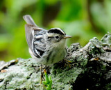 Black-and-white Warbler