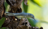 Blue-Gray Natcatcher