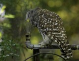 Barred Owl
