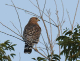 Red-shouldered Hawk