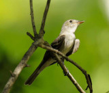 Eastern Wood- Pewee