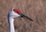 Sandhill Craine