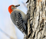 Red-bellied Woodpecker