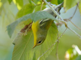 Northern Parula