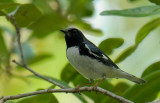 Black-throated Blue Warbler