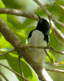 Black-throated Blue Warbler