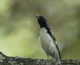 Black-throated Blue Warbler