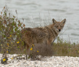 Coyote