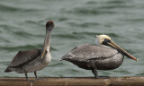 Brown Pelican