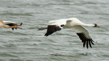 Whooping crane