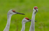 Sandhill Cranes