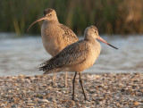 Long-billed Curlew behind a Marbled Godwit