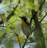 Yellow-throated Warbler