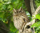 Screech Owl