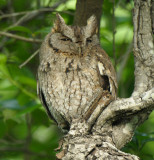 Screech Owl