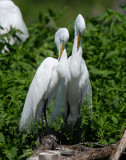 Great Egret