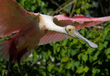 Roseate Spoonbill