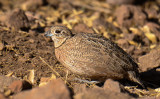 Montezume Quail