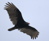 Turkey Vulture