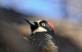 Acorn Woodpecker