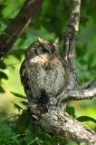 Screech Owl