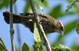 Red-winged Blackbird