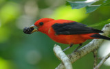 Scarlet Tanager