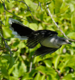 Tropical Mockingbird