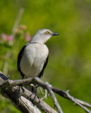 Tropical Mockingbird