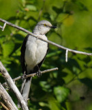 Tropical Mockingbird