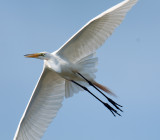 Great Egret