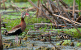 Black-bellied Whistling-Duck