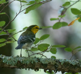 Golden-cheeked Warbler