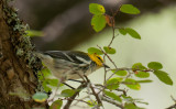 Golden-cheeked Warbler