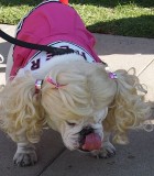 Cheerleading pooch