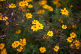 yellowflowers.jpg