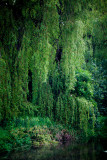 willows.jpg