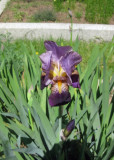 Sacramento Flowers II