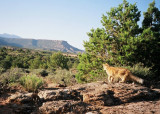 Mountain Kittie Again