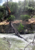 The Downed Tree that Blocks Cache Creek at the Present Time
