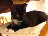 Rosie Waking Up Under the Table