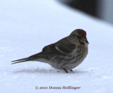 Redpoll on our deck