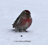 Common Redpoll