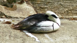 Duck Resting in the aviary at the National Zoo