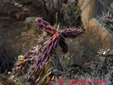 Cactus Above Ranch