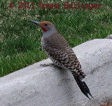 Northern Flicker on the Curb
