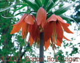 Orange Fritillaria